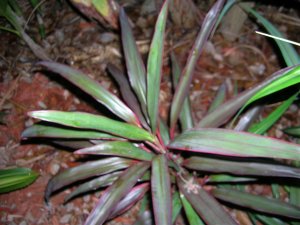 DSCN4819.jpg