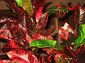 Gloriosa indoors.jpg