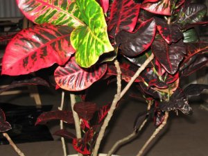 Gloriosa lower leaves.jpg