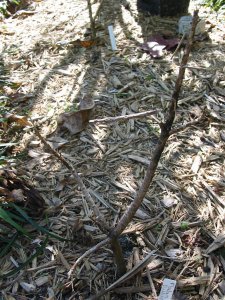 IMG_1455.jpg