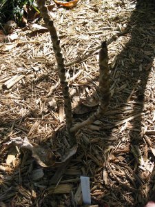 IMG_1456.jpg
