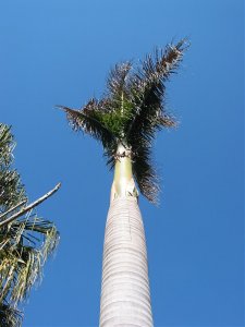 IMG_1525.jpg