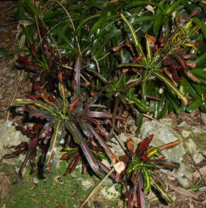 Red Banana 1.JPG