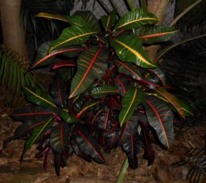 Caribbean Star 1.JPG