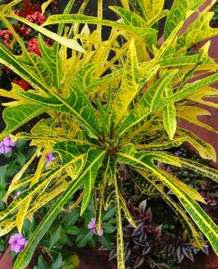 2 PHILADELPHIA-CLOSEUP OF FOTO #9.jpg