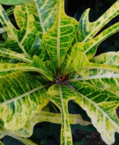 4 PHILADELPHIA-CLOSEUP OF FOTO #10.jpg