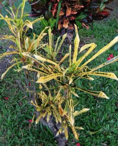 7 PHILADELPHIA-OFTEN CONFUSED WITH LYRATUM.jpg