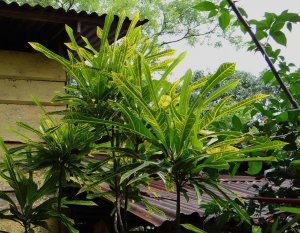 12 PHILADELPHIA-SAN MATEO.jpg