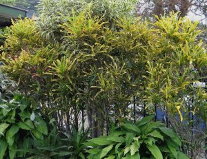 14 PHILADELFIA-RIO de ORO.jpg