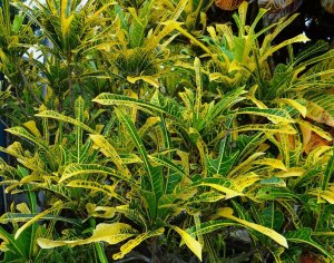 16 PHILADELPLHIA-MEDIUM RANGE.jpg