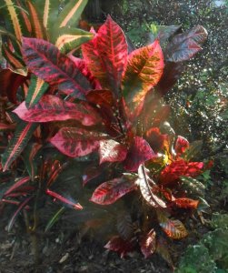 Bermuda Red 1.JPG