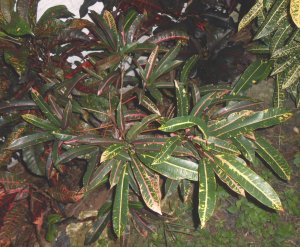 Potter's Pink Veitchii.jpg