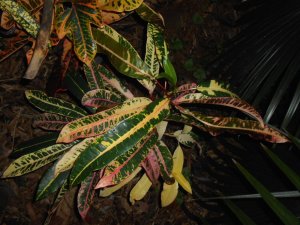 Potter's Pink Veitchii A.JPG
