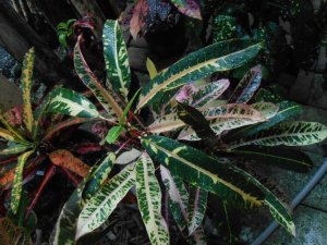 Potter's Pink Veitchii A-1.JPG