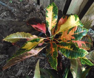 Blotched Wooten's Beauty 1.JPG