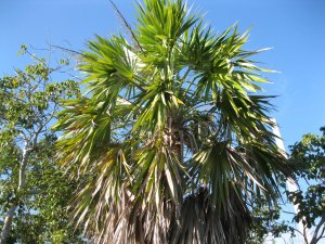 IMG_1656.jpg