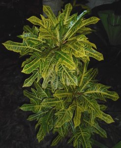 Nellie Halgrim 1.JPG