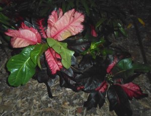 Col Bob Bullock 1.JPG