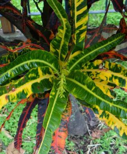 02 MULTICOLOR-CLOSEUP.jpg