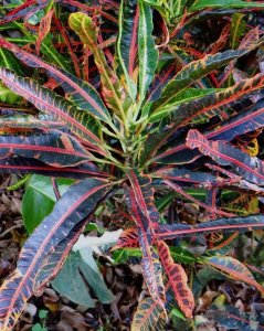 03 MULTICOLOR-CLOSEUP.jpg