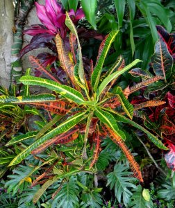 05 MULTICOLOR-ROBERTICO'S GARDEN.jpg