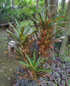 07 MULTICOLOR-CALLE LIMON.jpg