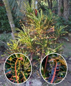 08 MULTICOLOR aka COBRA HEAD.jpg