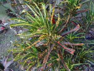 09 MULTICOLOR-TOP VIEW OF FOTO 08 Medusa the Gorgon LOL.jpg