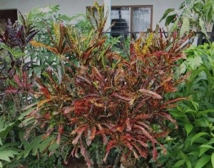 11 MULTICOLOR-ATENAS.jpg