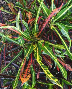 18 MULTICOLOR-CALLE LIMON LA GARITA.jpg