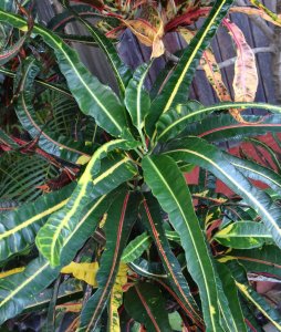 20 MULTICOLOR-CALLE LIMON LA GARITA.jpg