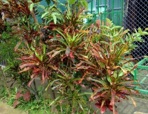 13  MULTICOLOR-ATENAS.jpg