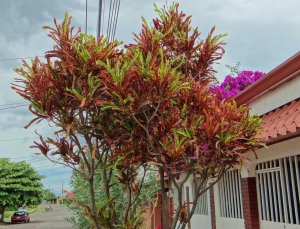 14 MULTICOLOR-ALAJUELA.jpg