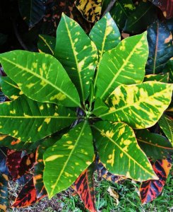 01 STEWARTII-NEW FLUSH.jpg