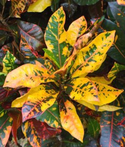 02 STEWARTII-CLOSEUP OF FOTO #06.jpg