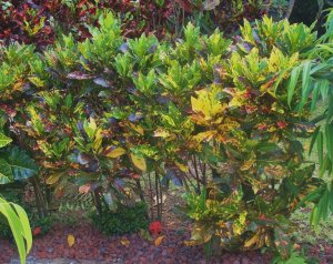 05 STEWARTII-RELATIVELY YOUNG GROUPING.jpg