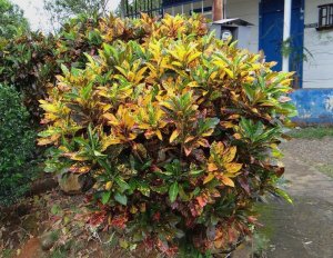 06 STEWARTII-'BE IT EVER SO HUMBLE THERE'S NO PLACE LIKE HOME'...WITH A NICE CROTON IN THE FRONT.jpg