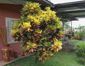 08 STEWARTII-GREAT PLACE FOR A HAMMOCK.jpg