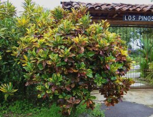 09 STEWARTII-COUNTRY RESIDENCE ENTRANCE, MORTII ON THE LEFT.jpg