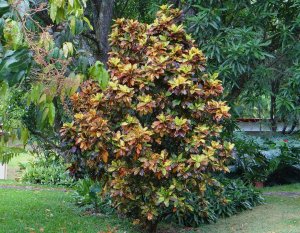 10 STEWARTII-ATENAS COUNTRY GARDEN.jpg