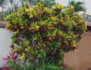 11 STEWARTII-VILLA SUEÑOS, GUACHIPELIN.jpg