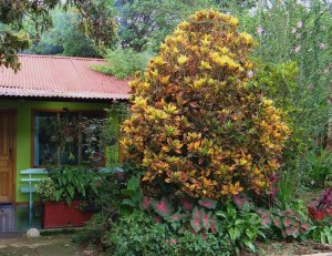 12 STEWARTII-ONE OF MY FAVORITE COSTA RICA COUNTRY GARDEN PIX.jpg
