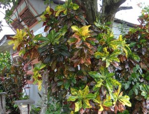 13 STEWARTII-CORNER HOME IN SAN MATEO.jpg