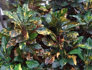 15 STEWARTII-PLENTY OF RED PETIOLES.jpg