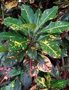 16 STEWARTII-CLOSEUP.jpg