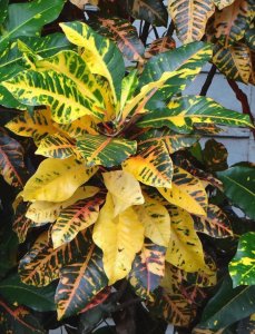 17 STEWARTII-SHOWING OFF SOME YELLOW.jpg