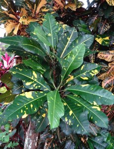 18 STEWARTII-TWO NEW FLUSHES.jpg