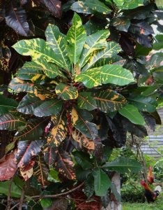 19 STEWARTII-PAIR OF ROOSTERS.jpg