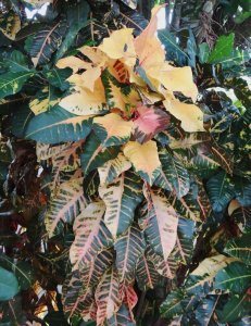 20 STEWARTII-MATURE LEAF CLUSTER.jpg