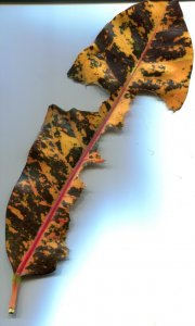 crotonleaf001.jpg